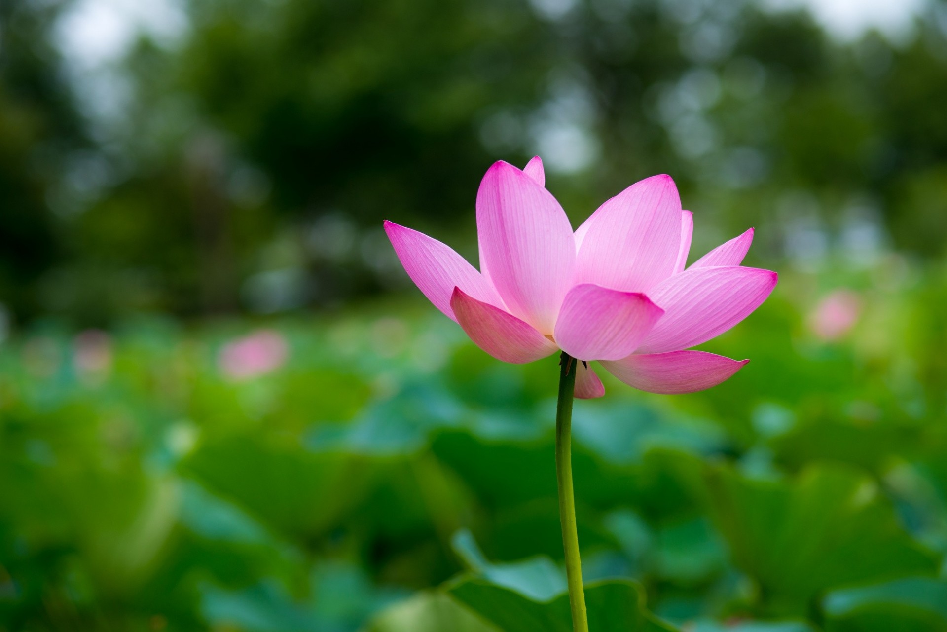 blume blütenblätter makro rosa fokus