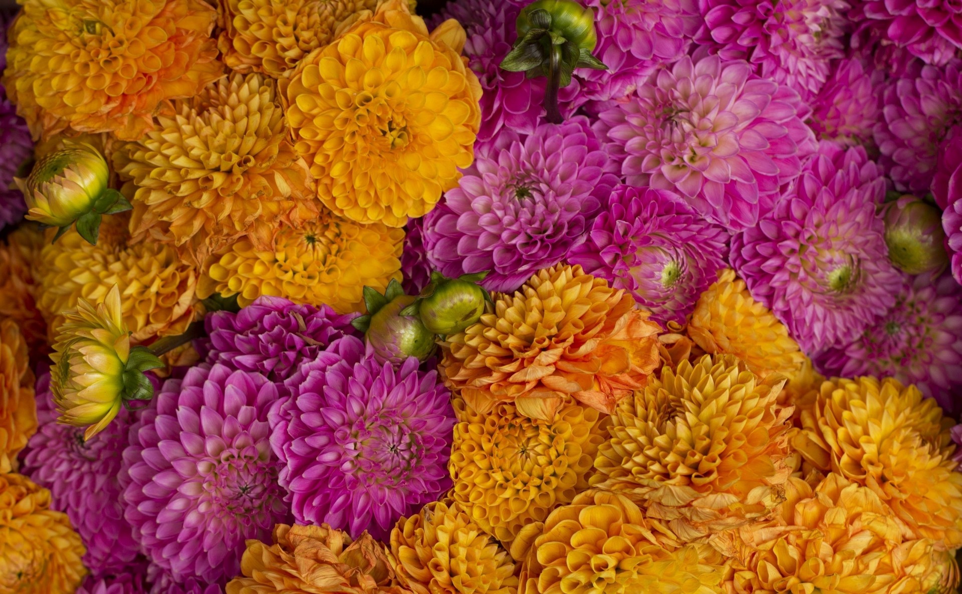 macro bourgeons dahlias