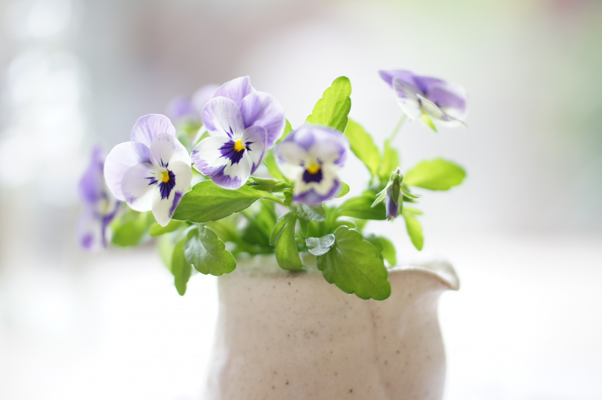 blumenstrauß sonnig bratsche stiefmütterchen