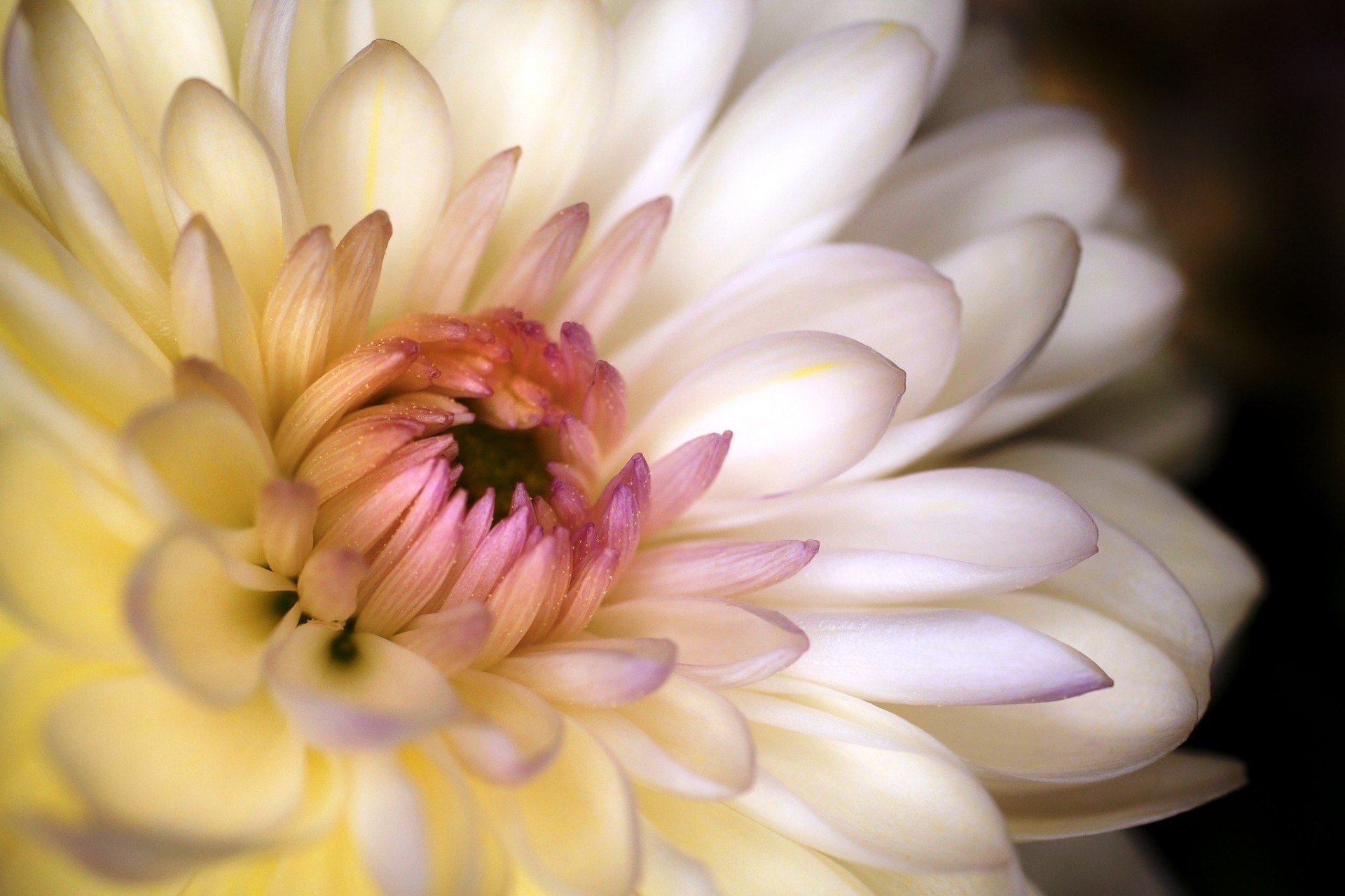 makro weiß blume blütenblätter chrysanthemen