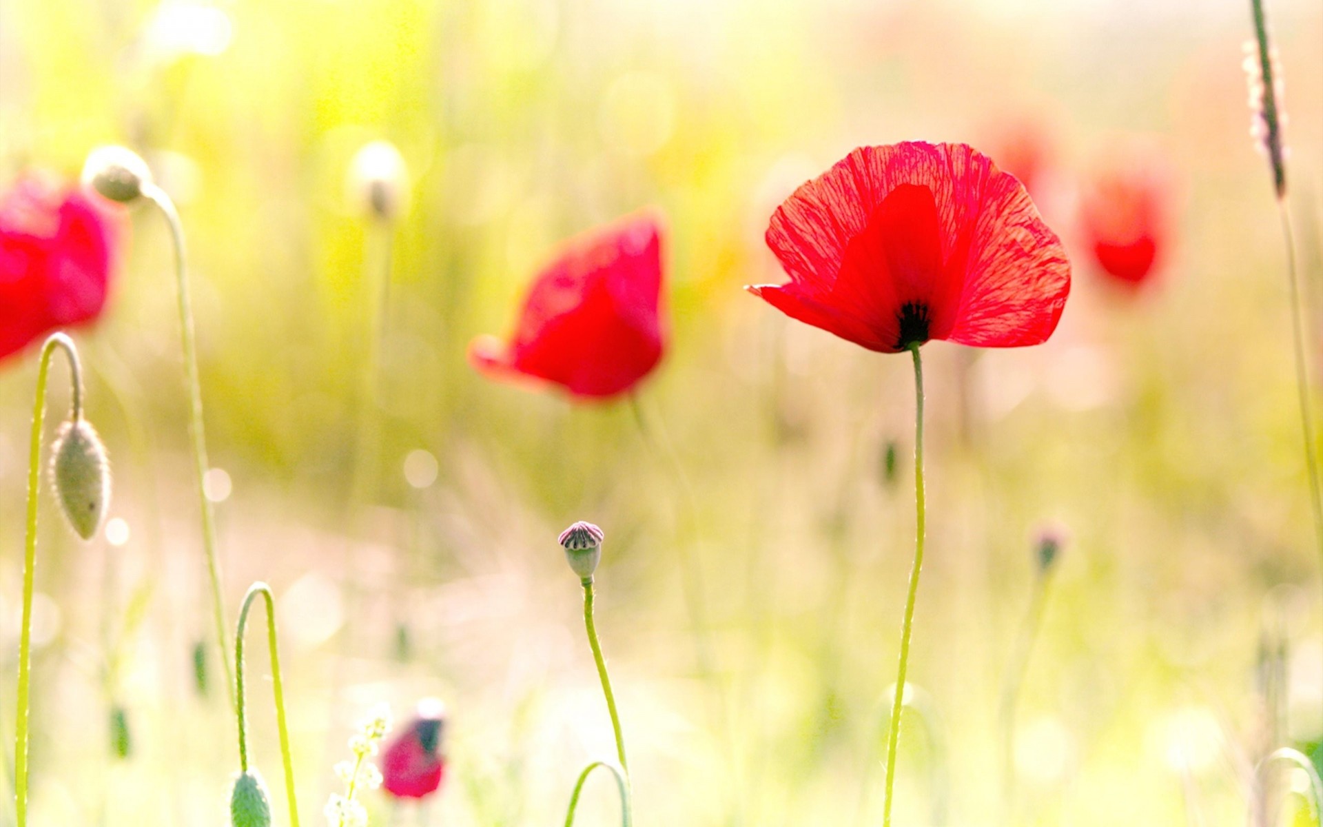 light photo macro close up poppies the field