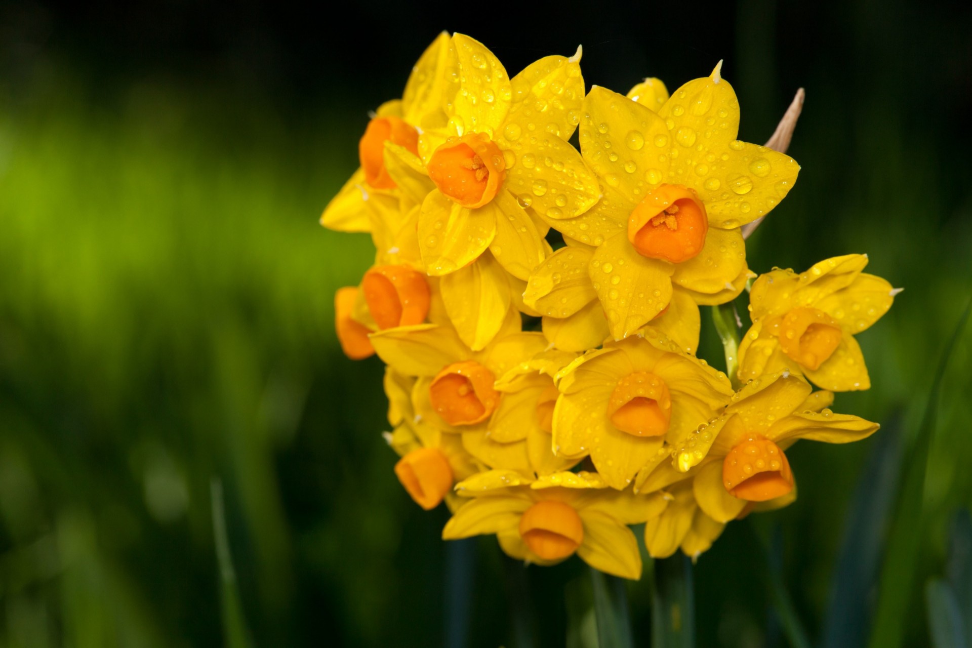 gotas verde ramo amarillo borrosidad agua narcisos mojado pétalos