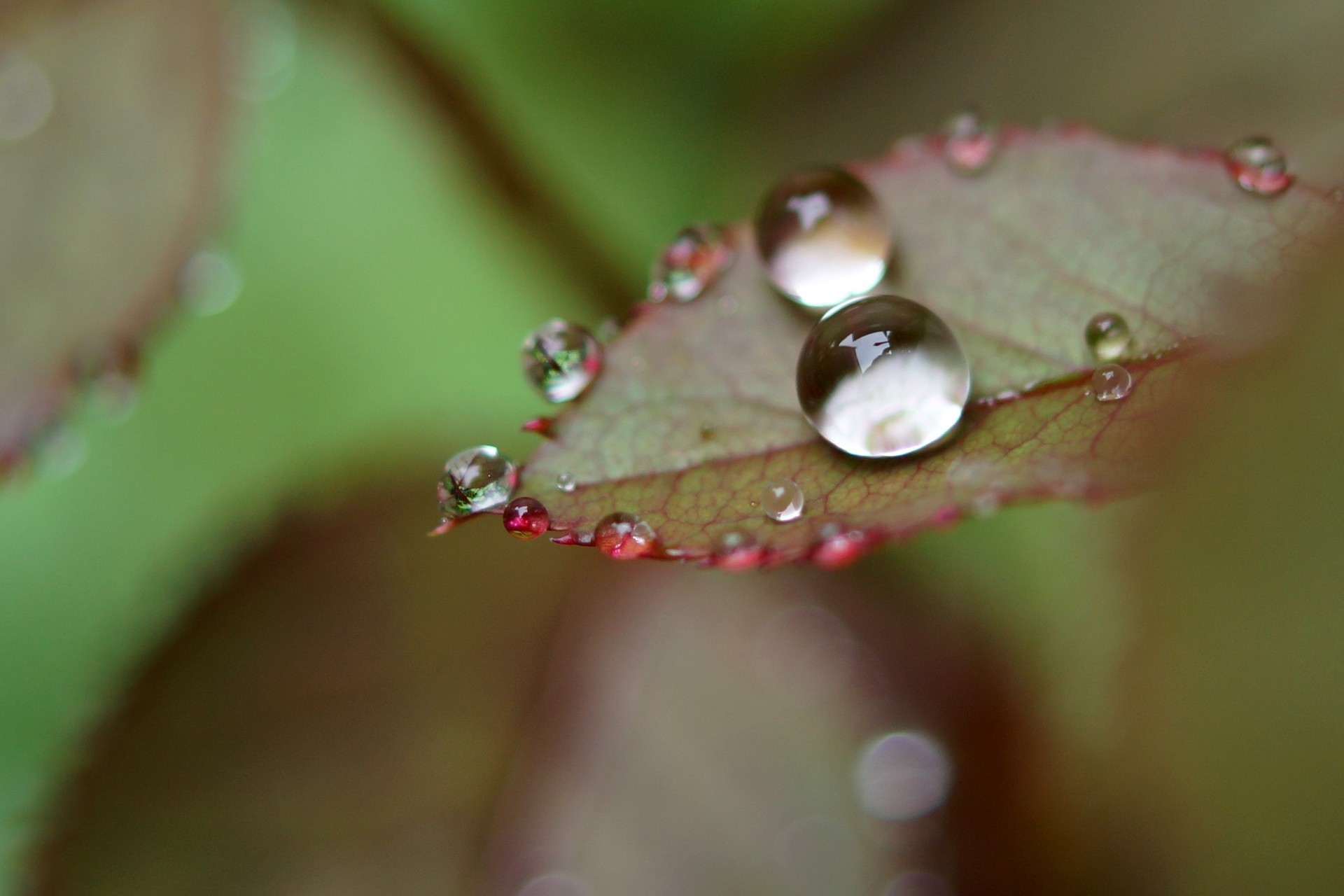 agua gota hoja