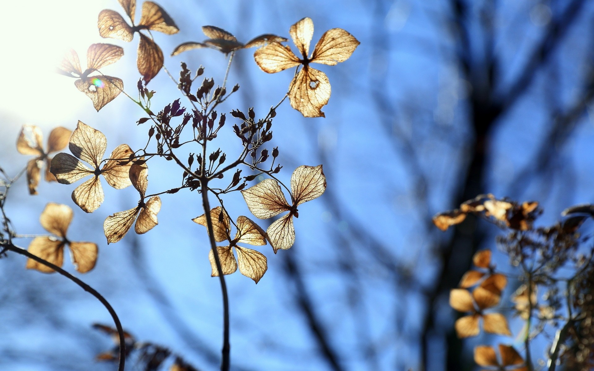 winter blauer himmel blume