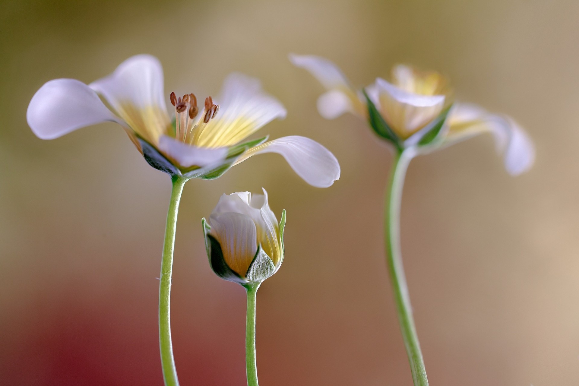 background bud flower white