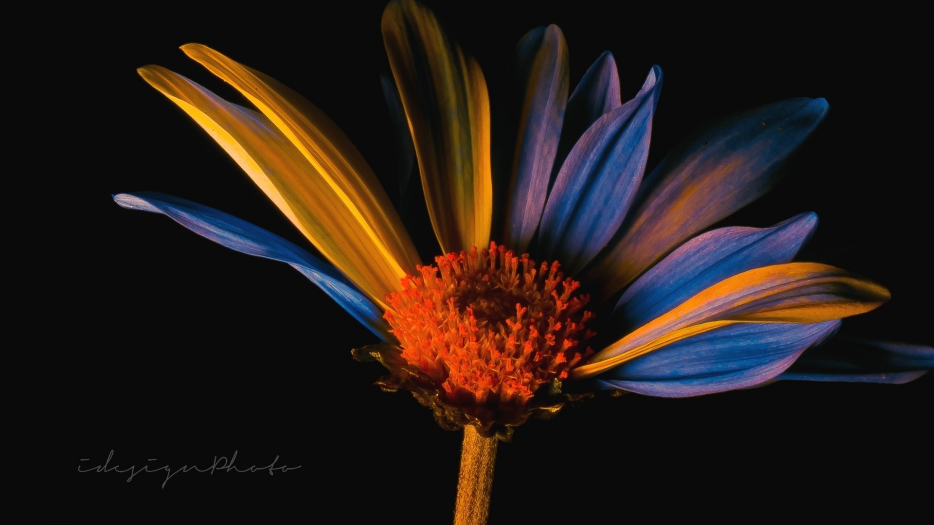 paint orange blue flower