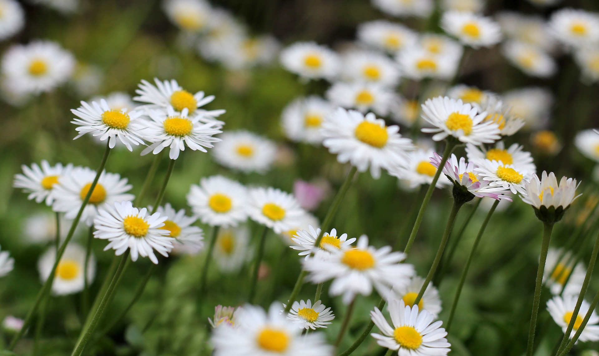 fleurs fleur verdure marguerites fond fond d écran