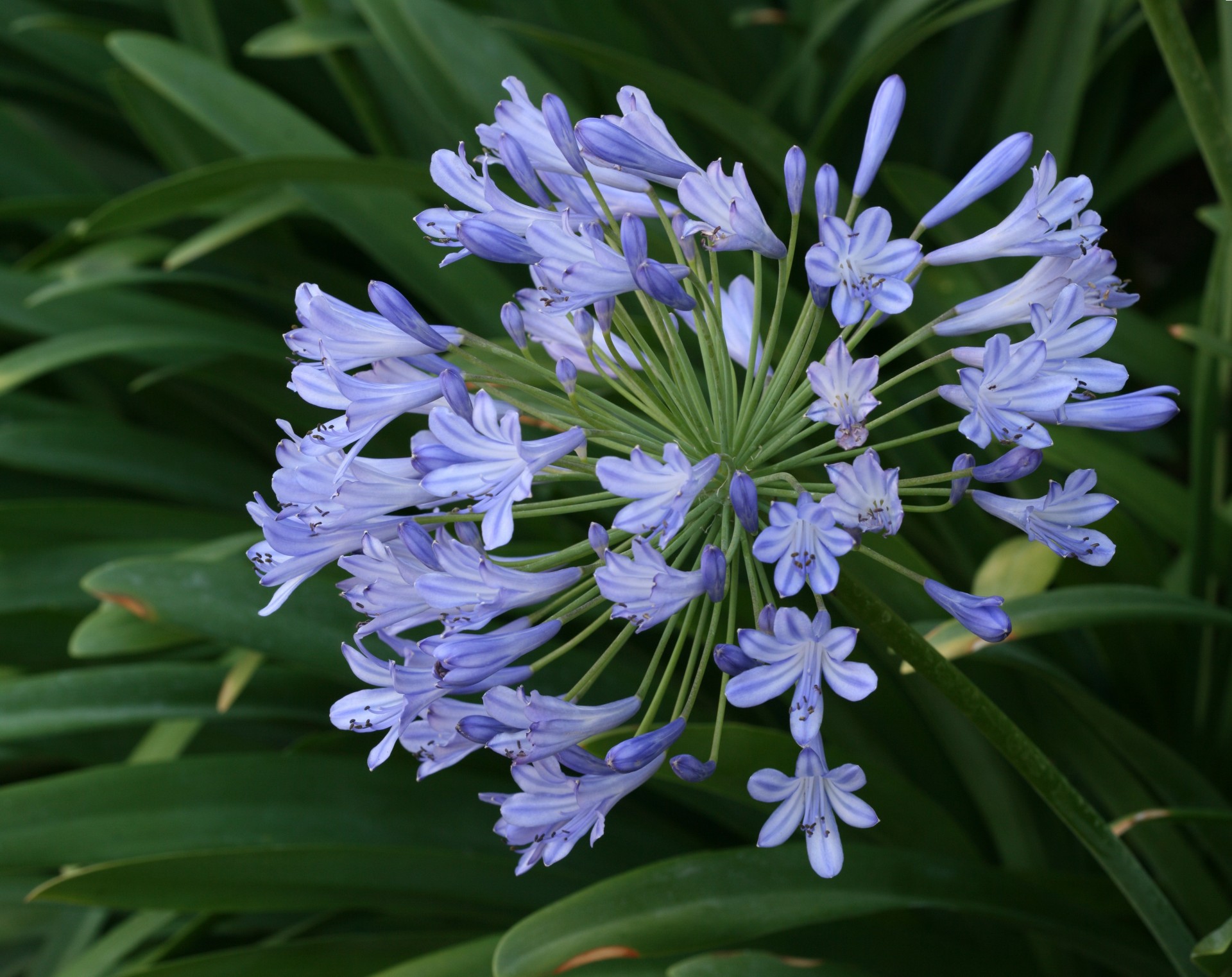 ombrello fiori. fiori agapandus