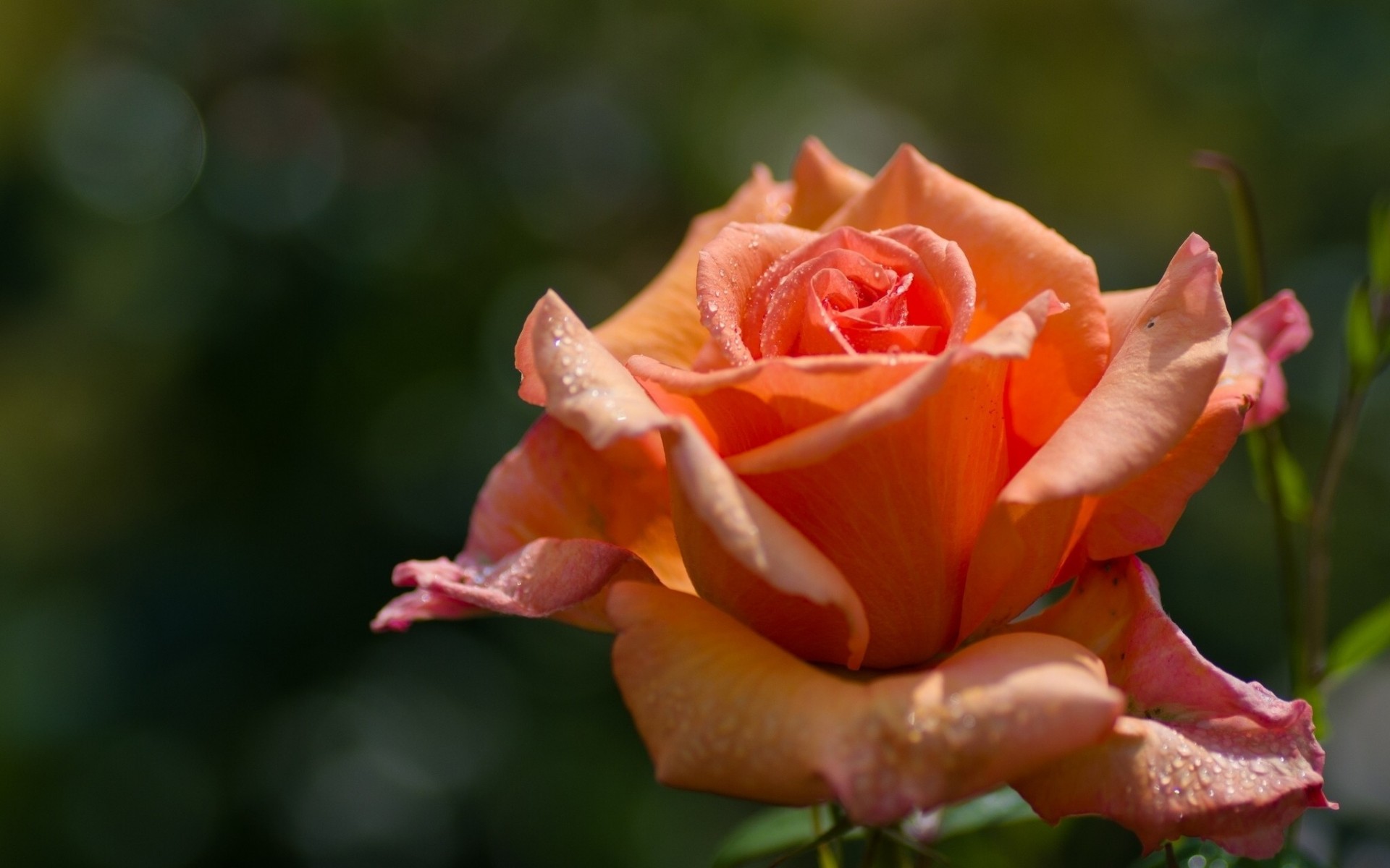 macro rosa pétalos brote