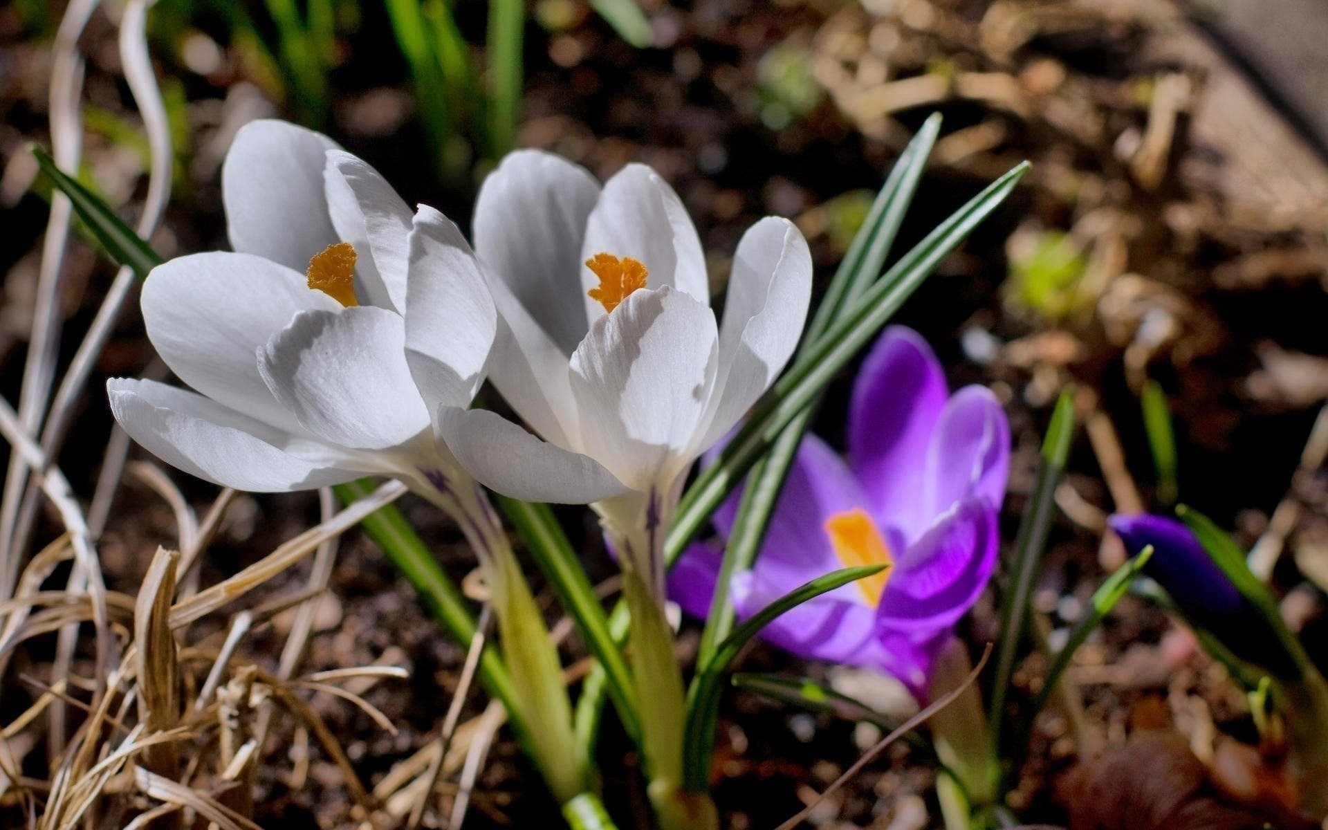 lila primel blumen wetterfest makro weiß makro