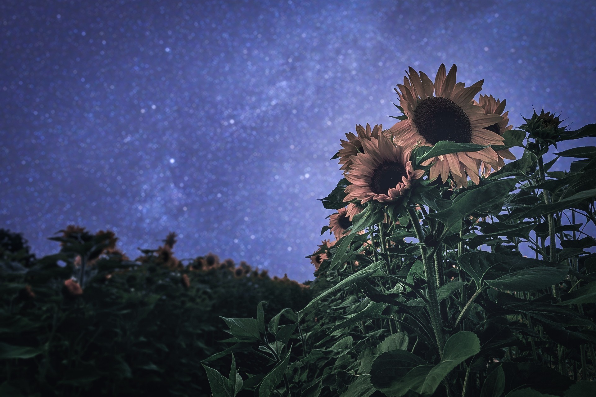 ciel nuit cerises fleurs soleil