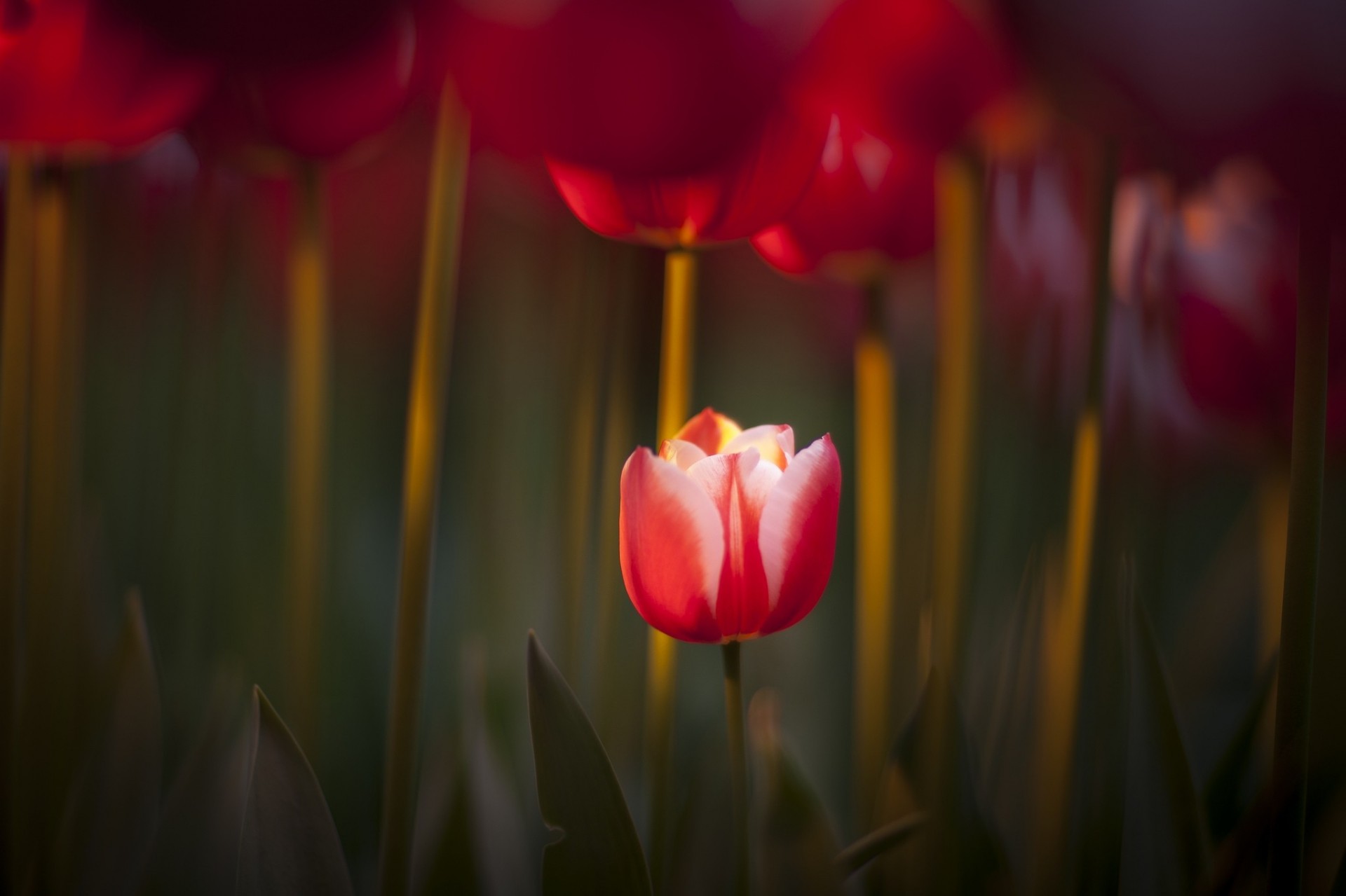 nature red focus spring tulip