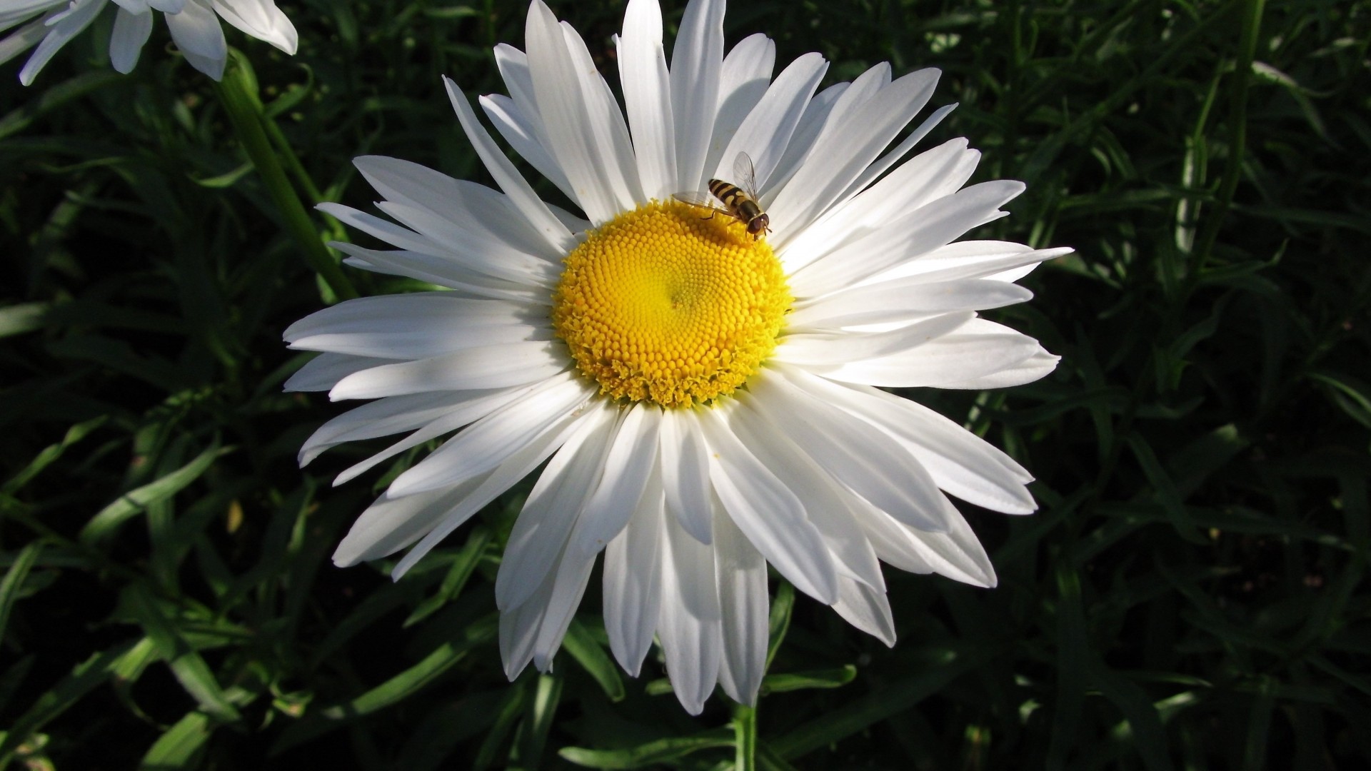 flower daisy