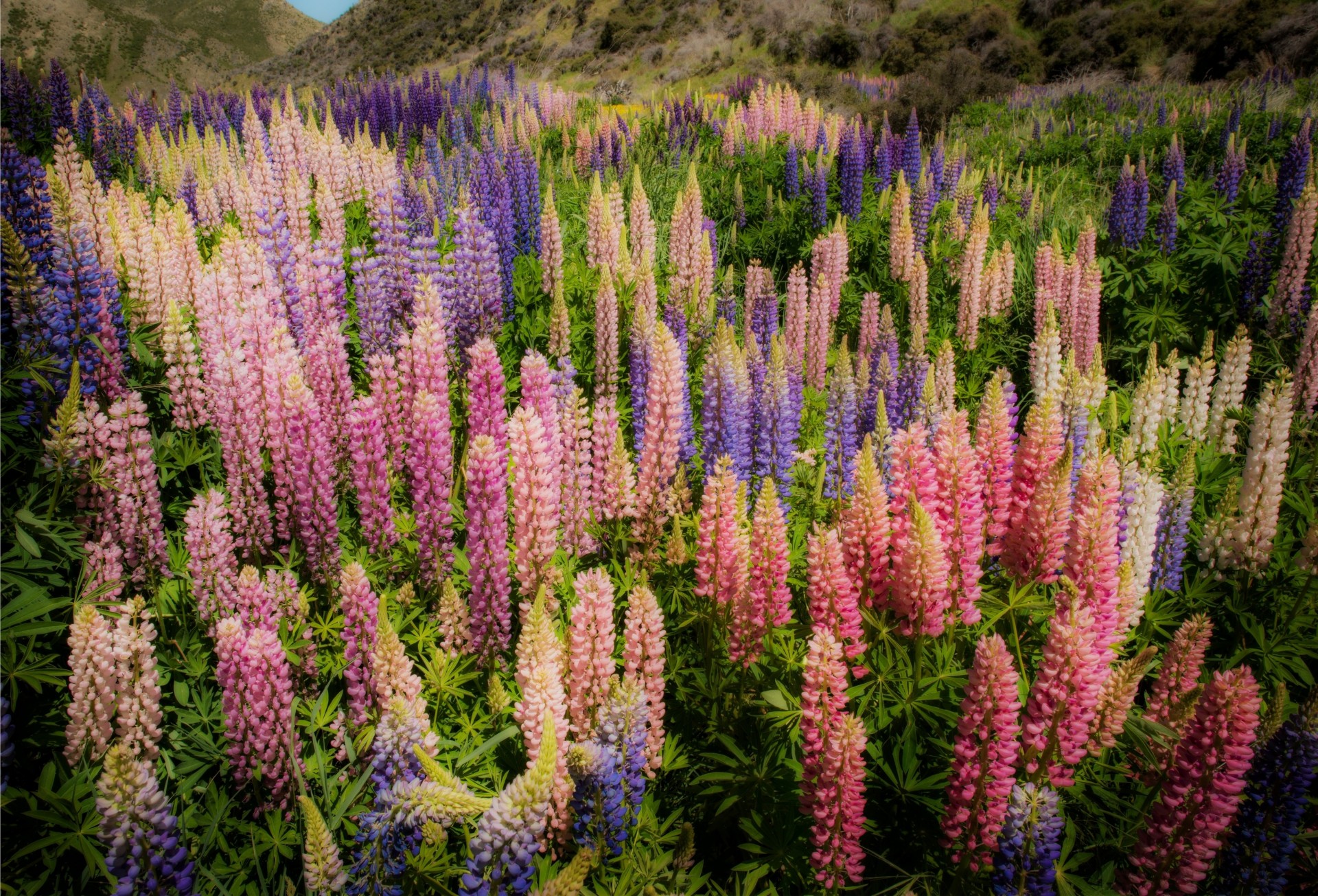 lupin nouvelle-zélande