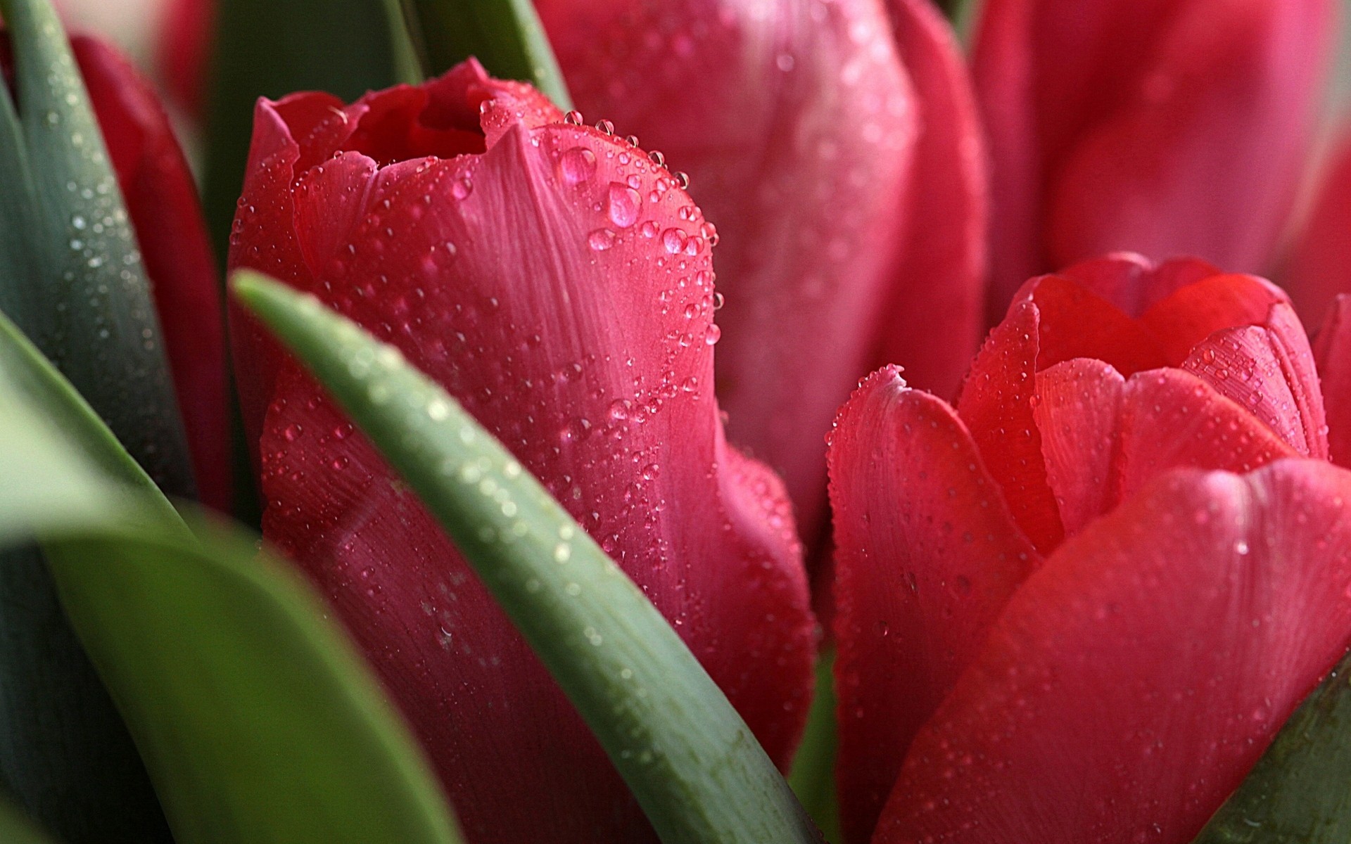 close up water droplets spring tulip