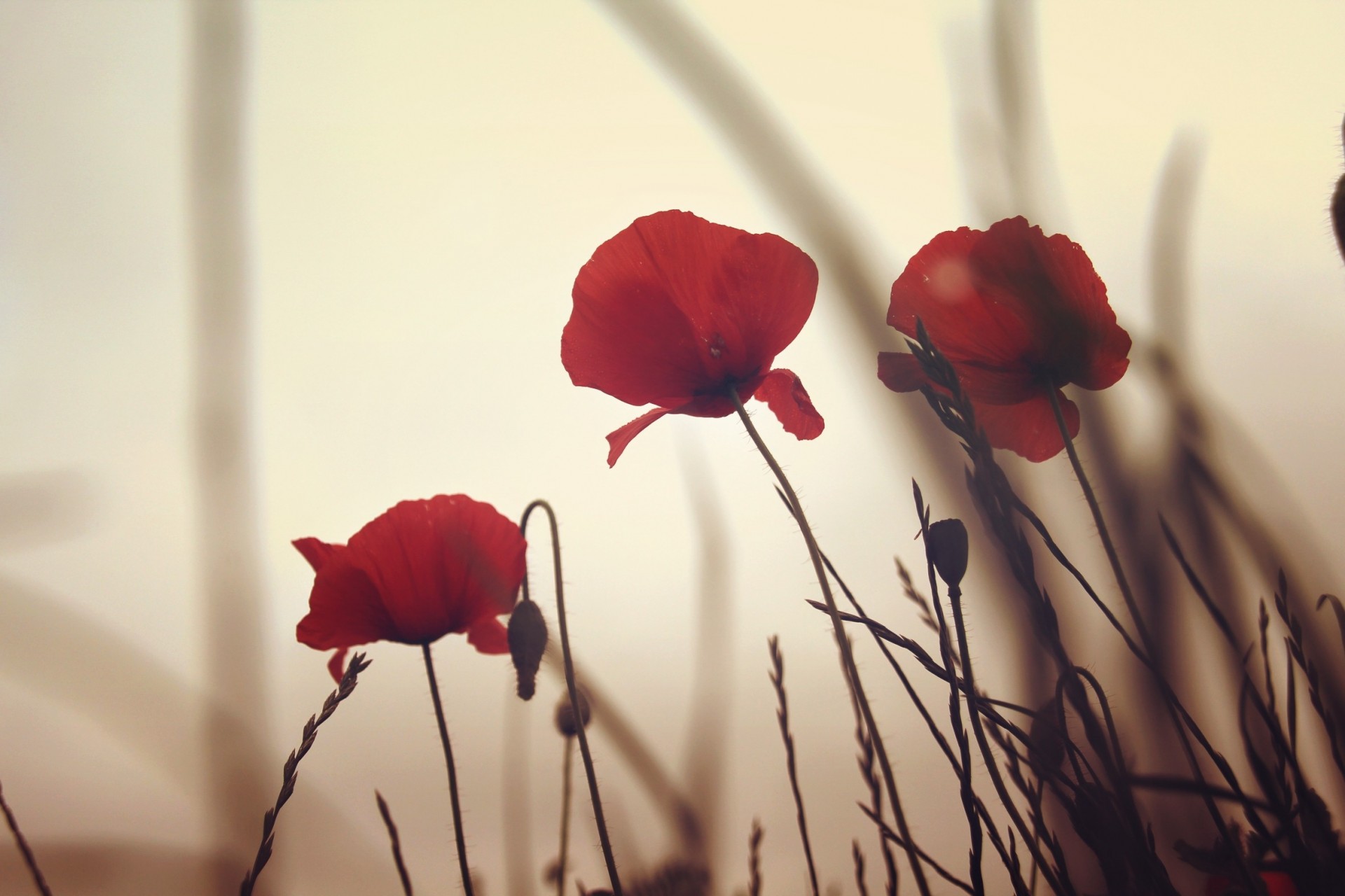 amapolas flores rojo