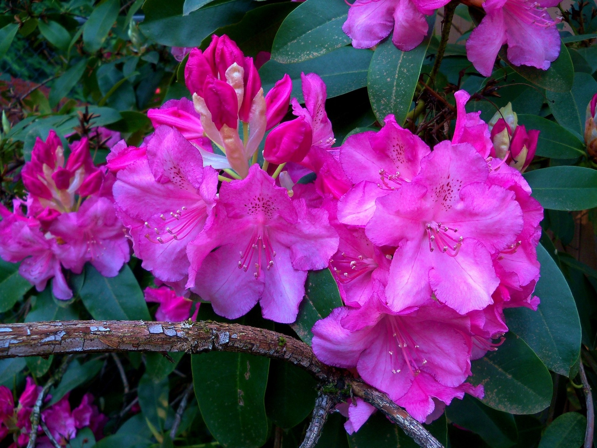 rododendros brotes rama