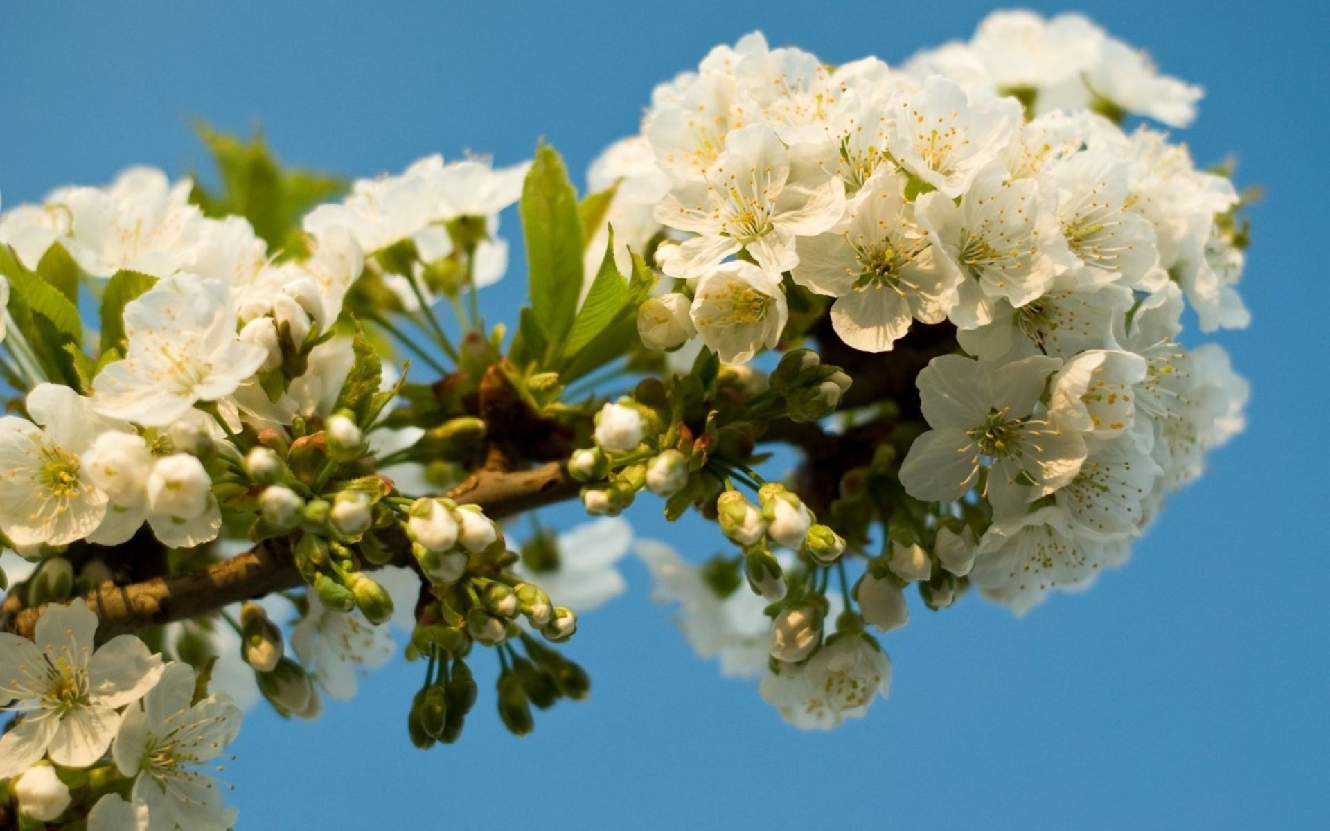 sakura rama floración