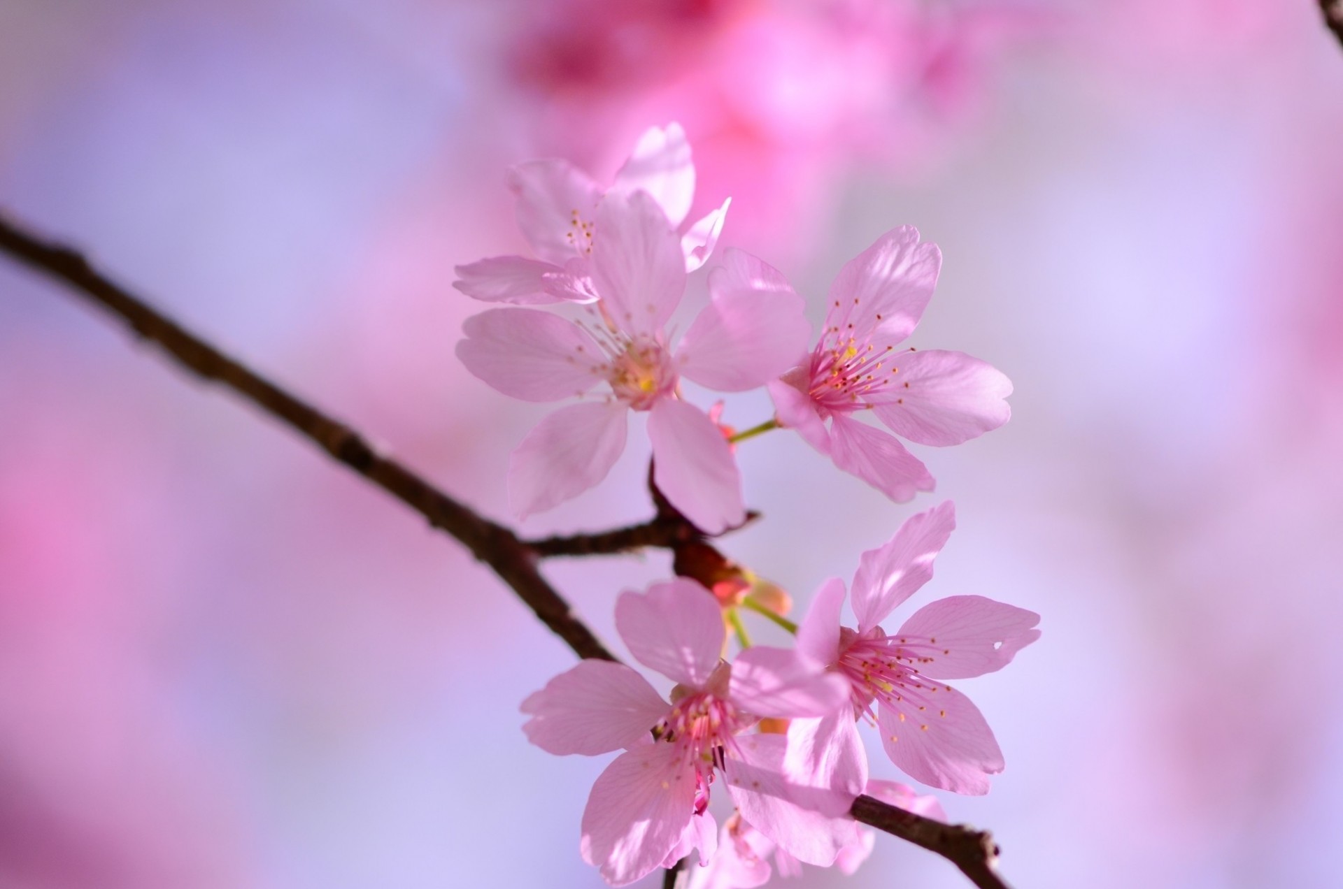 primavera flores flor sakura