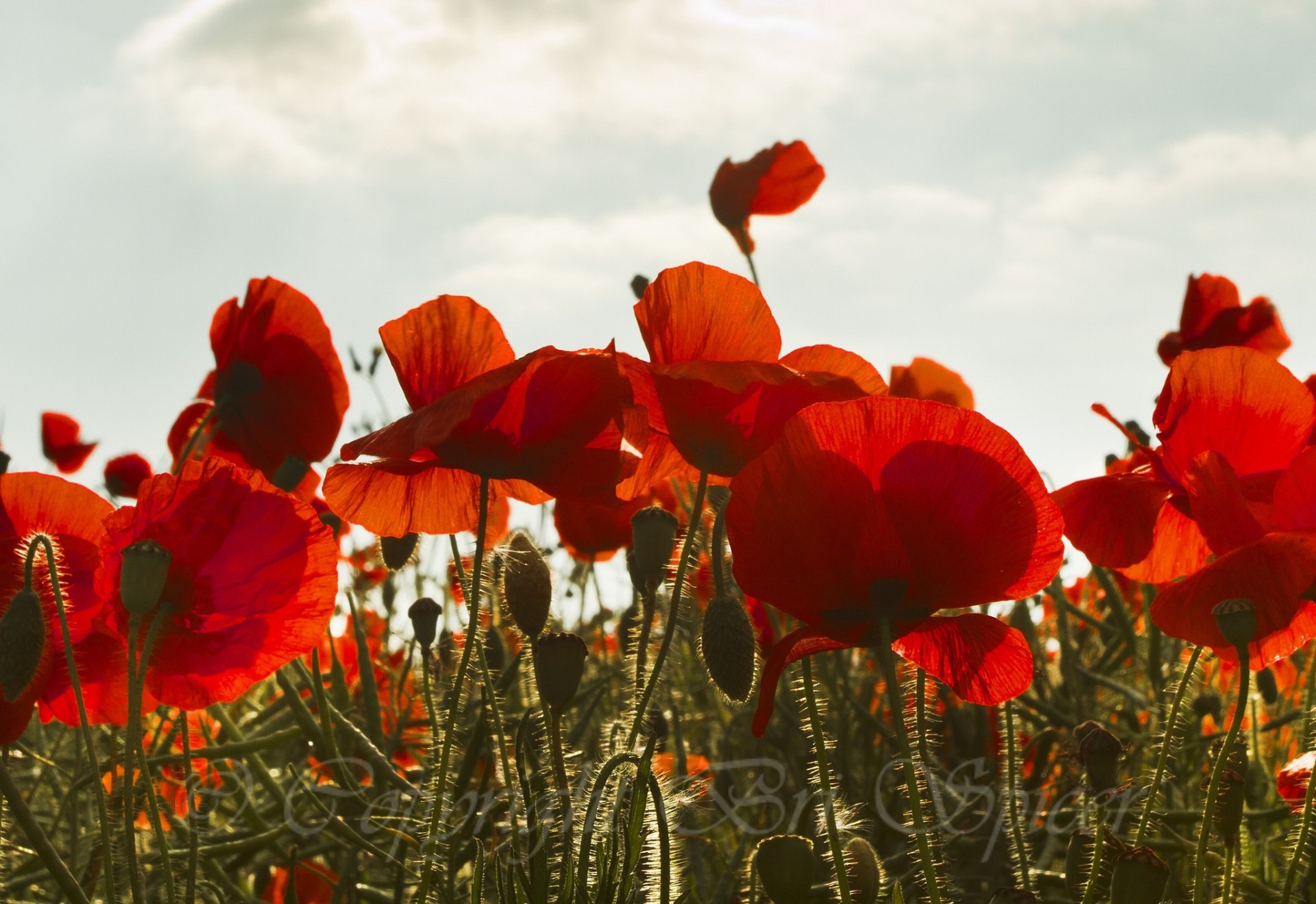 feld himmel mohn knospen rot