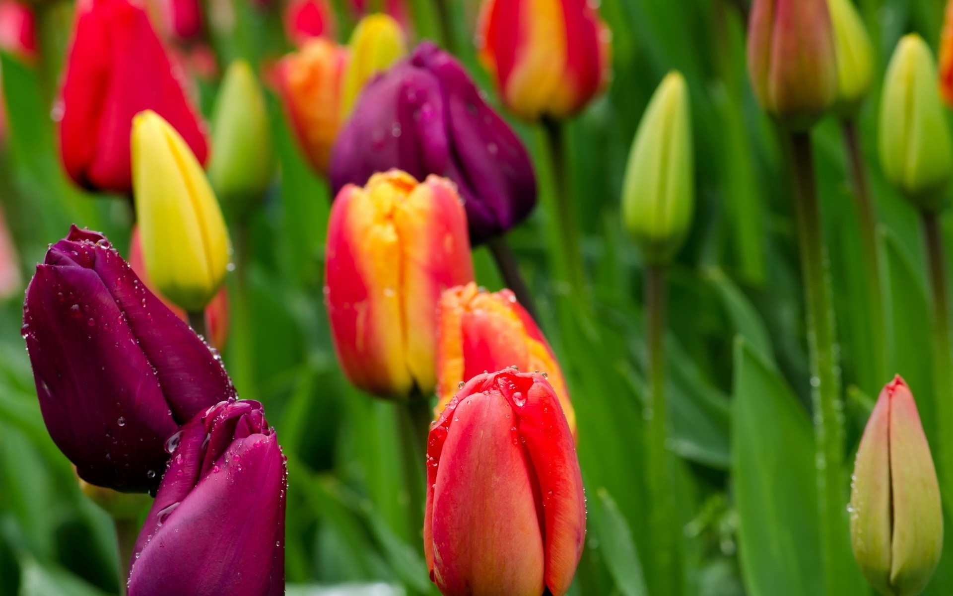 naturaleza flores tulipanes