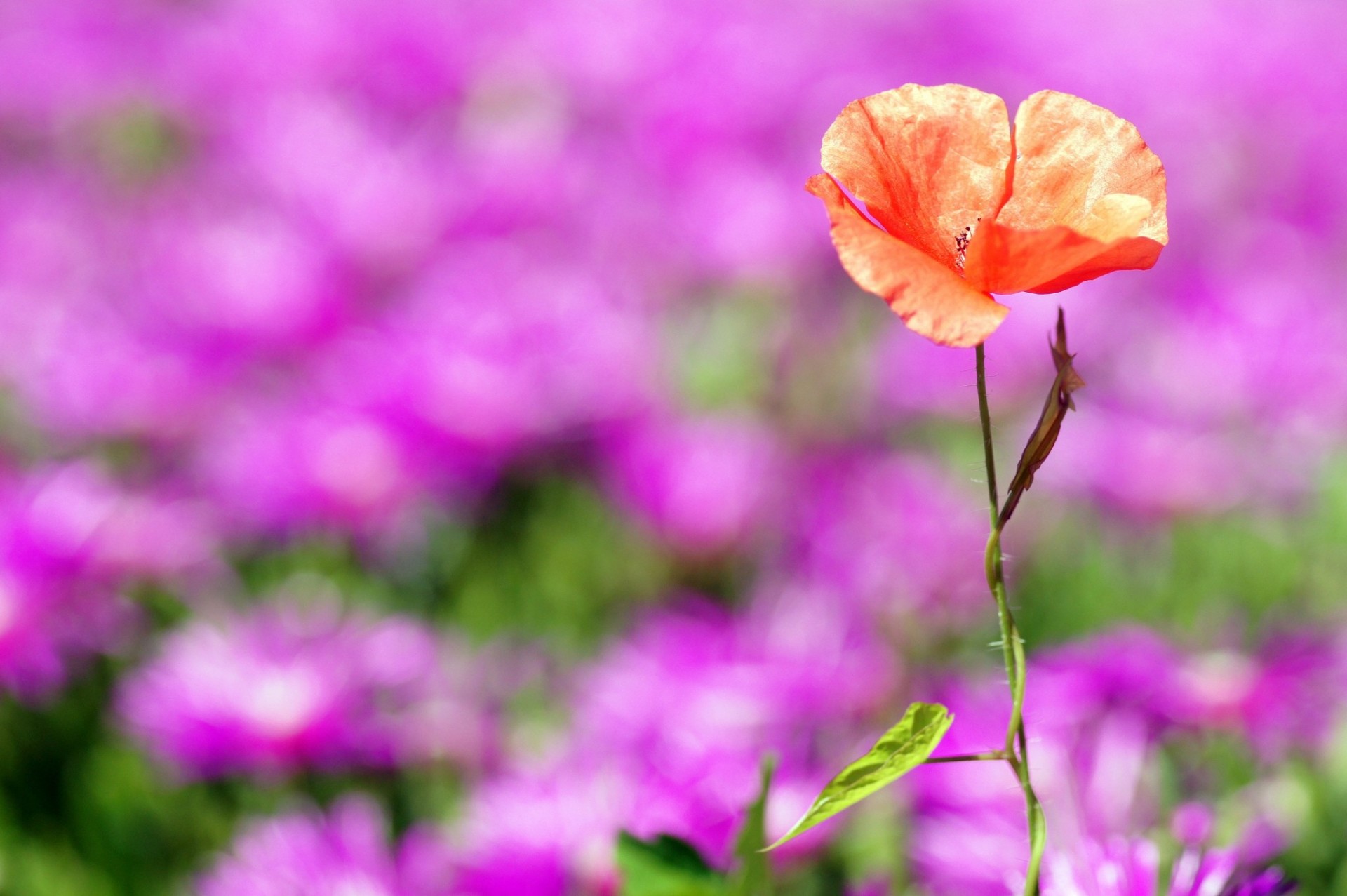 poppy background red