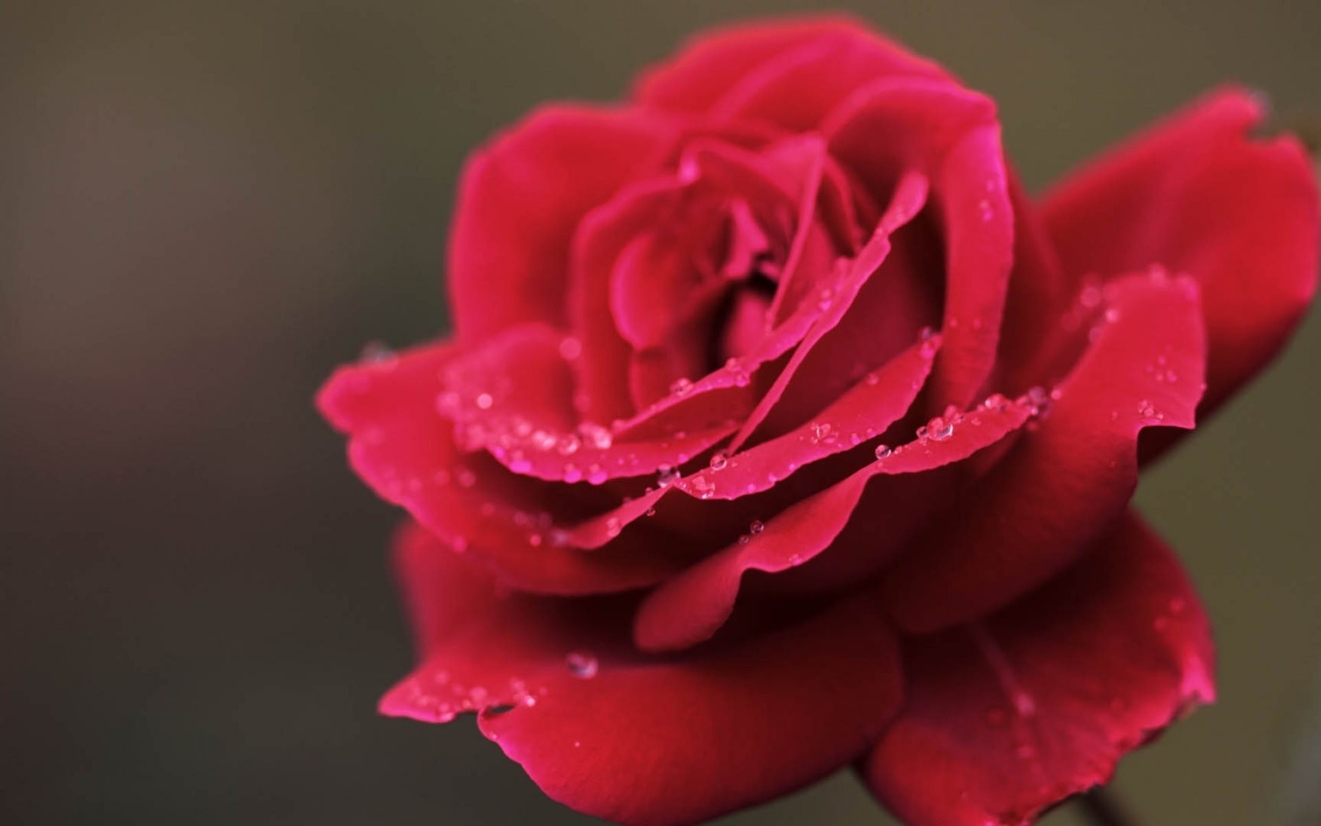 rose flower petals bud