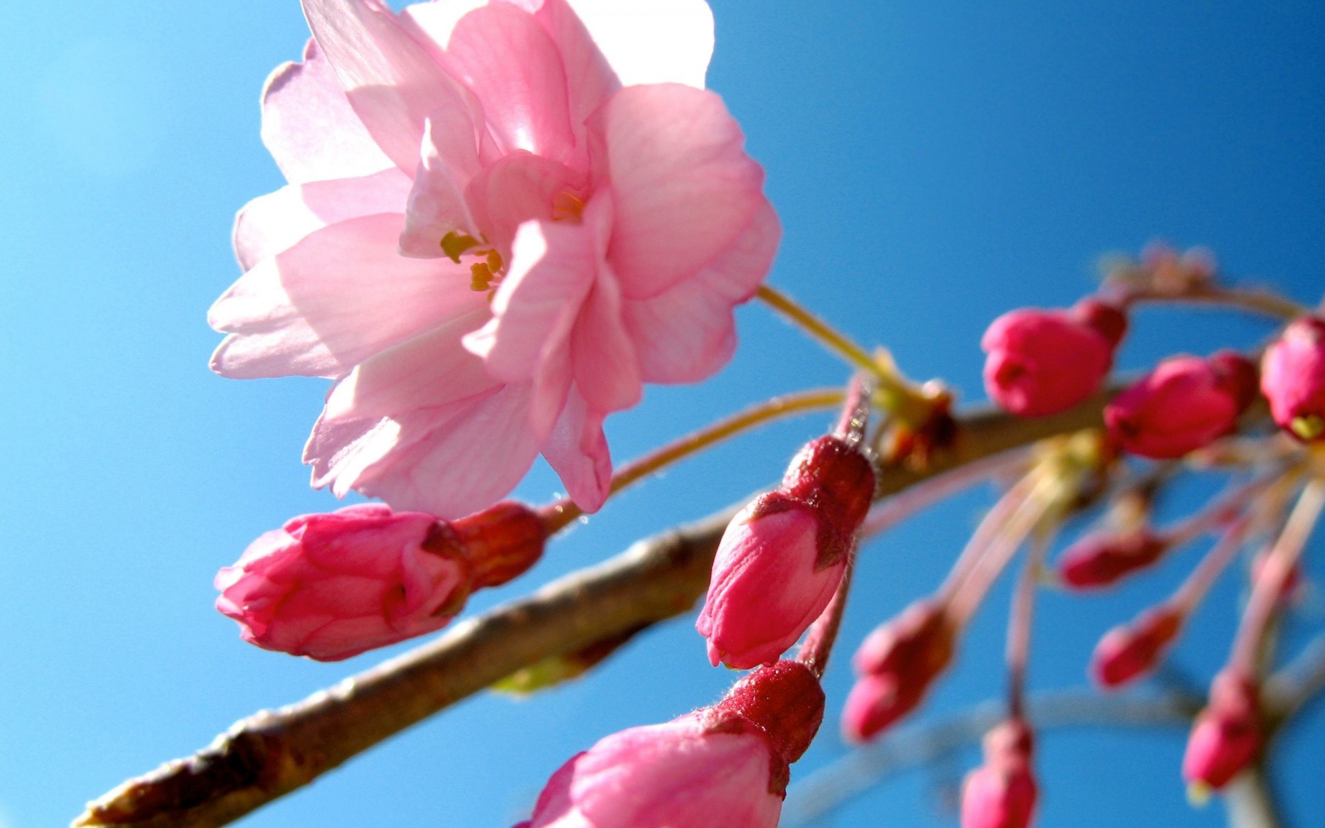 cielo fiore primavera rosa sakura