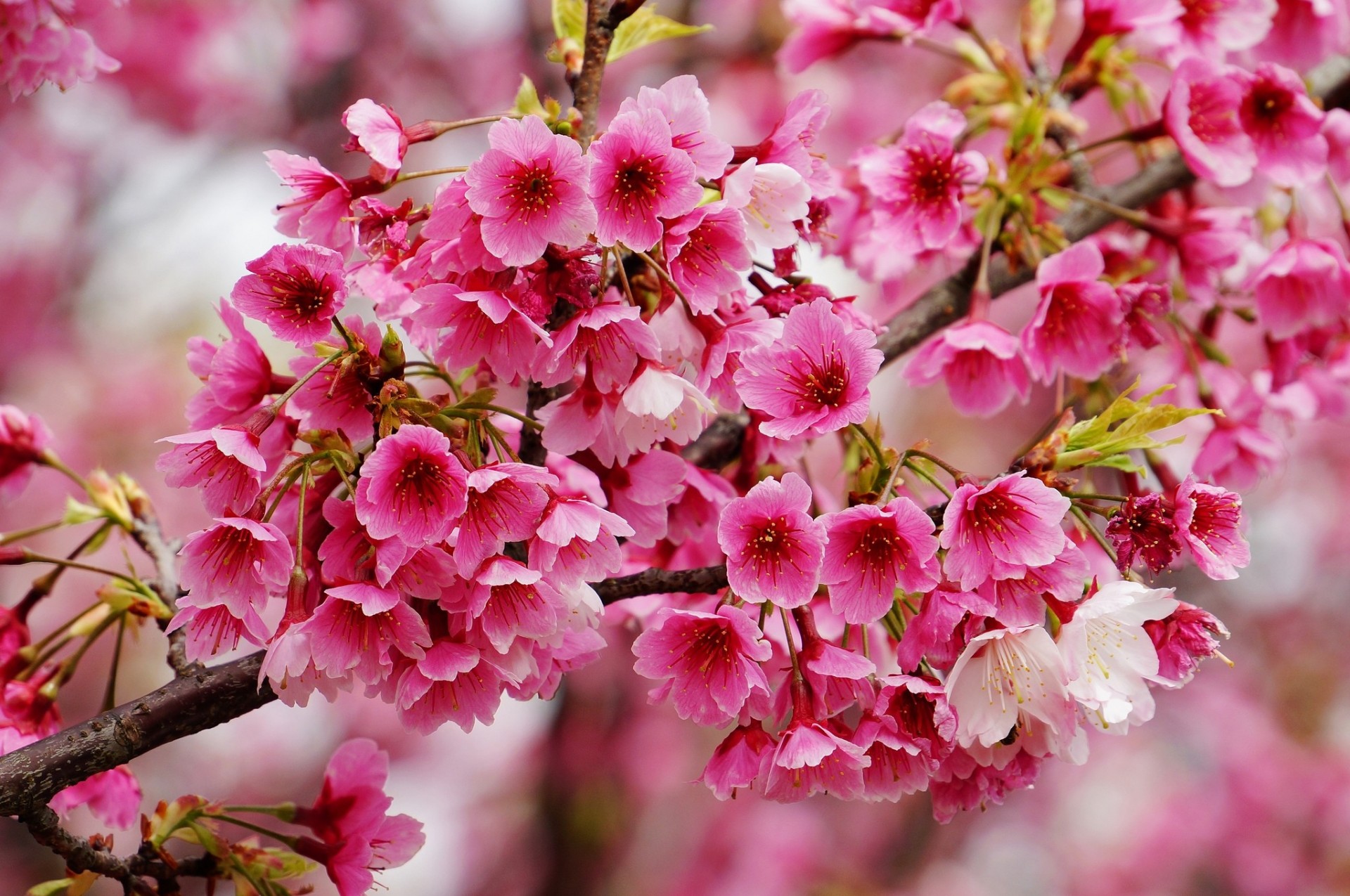 gros plan branche printemps floraison sakura