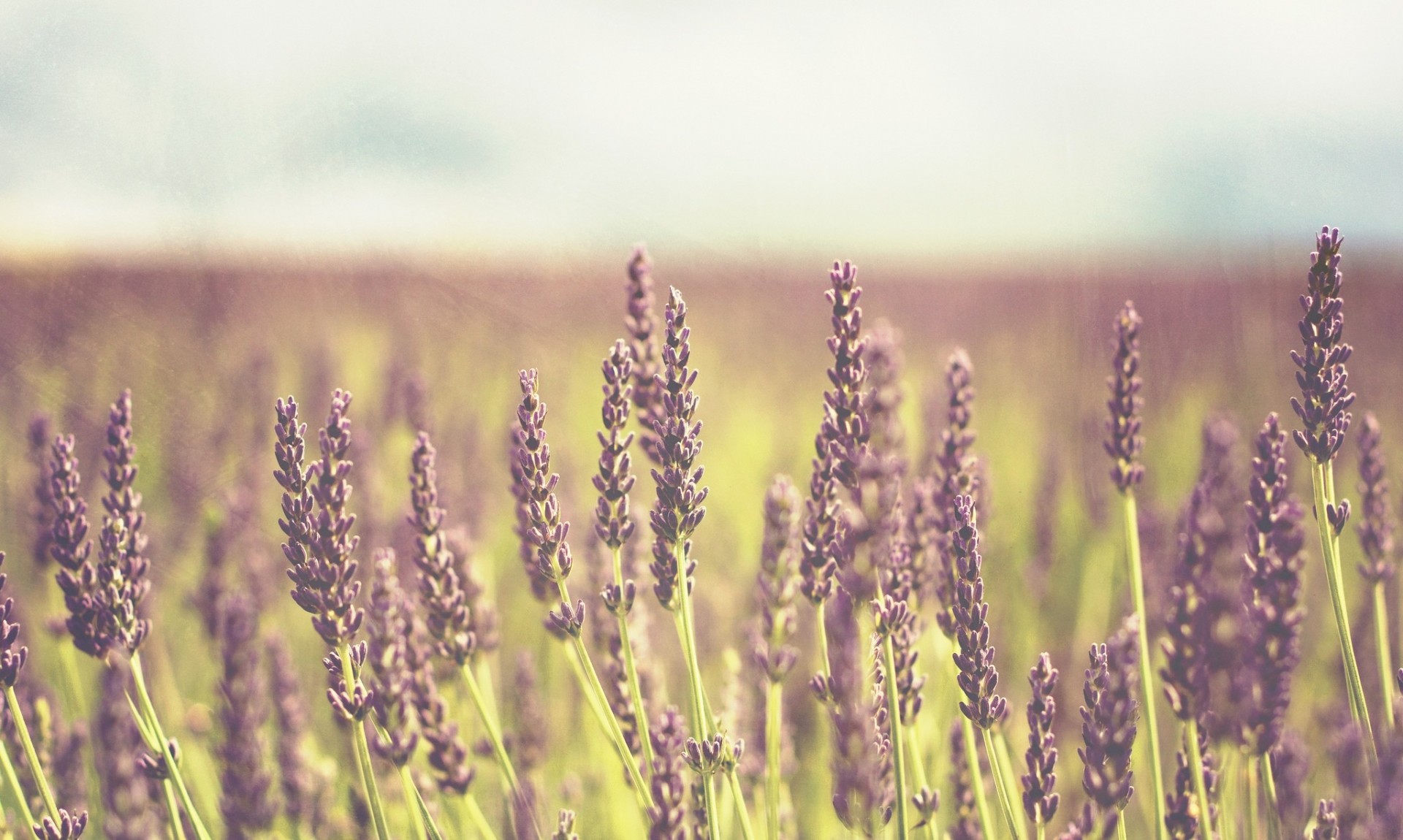 flowers background wallpaper purple flower field plant