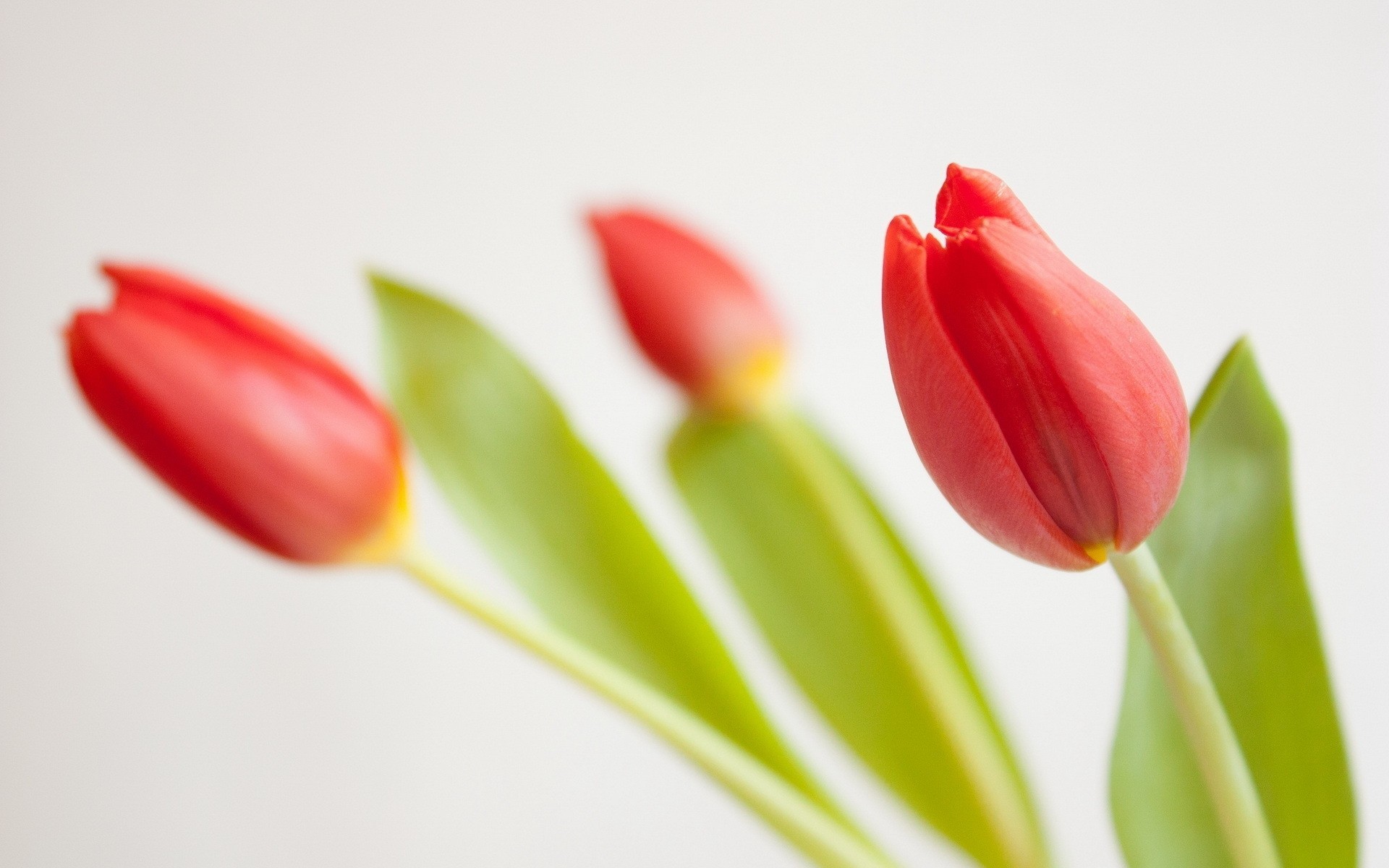 fondo flores tulipanes