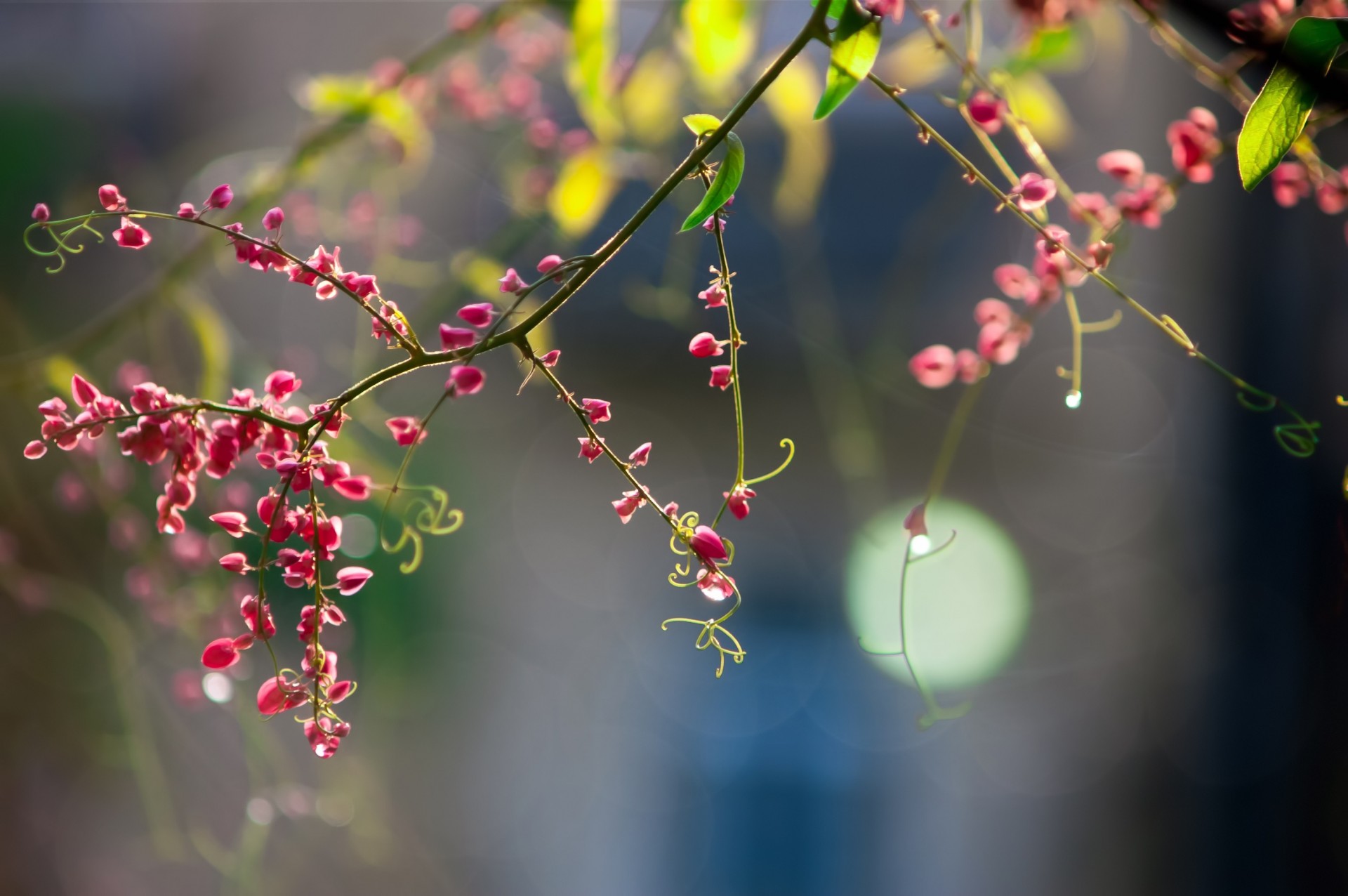 różowy wąsy gałązka bokeh kwiaty