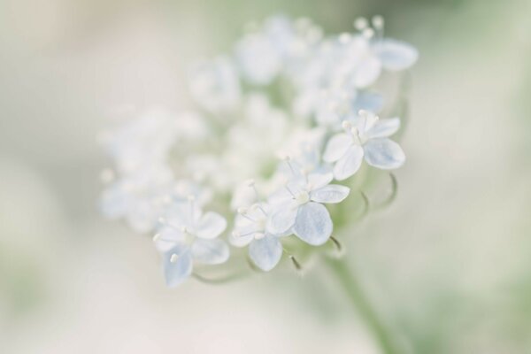 Plant with delicate white flowers close-up