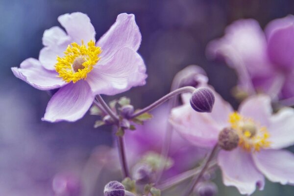 Lilac flowers on a blurry background