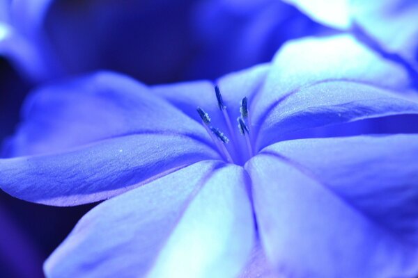 Krk noouba fleur closeup