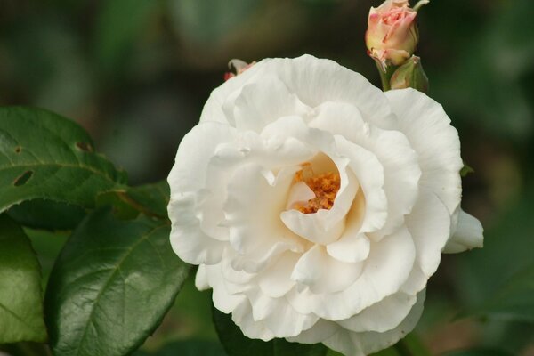 Macro shooting rosebud