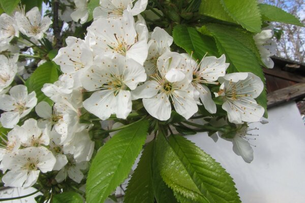 Foto di fiori di ciliegio in primavera