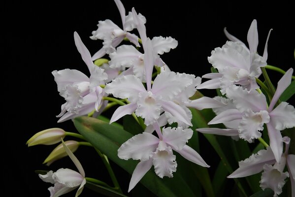 Orchidées blanches sur fond noir