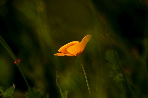 Makroaufnahme einer orange Blume auf einem unscharfen Hintergrund