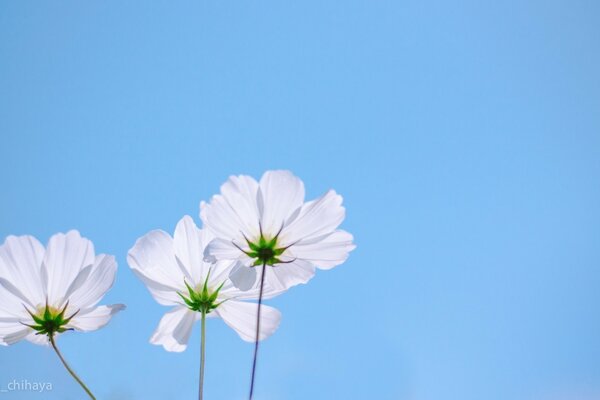 Fleurs sur fond de ciel bleu