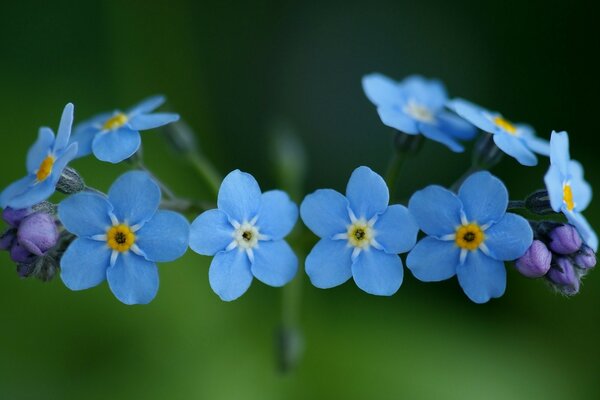 Macro photography of flowers: blue forget-me-nots