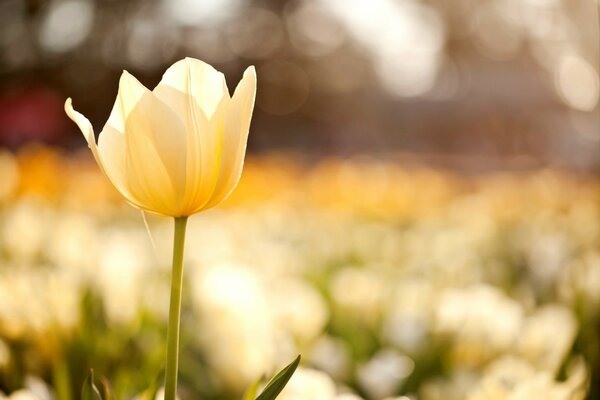 Макро фото желтого тюльпана в поле