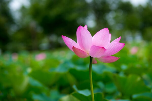 Die Blütenblätter des rosa Lotuses sind aufgelöst
