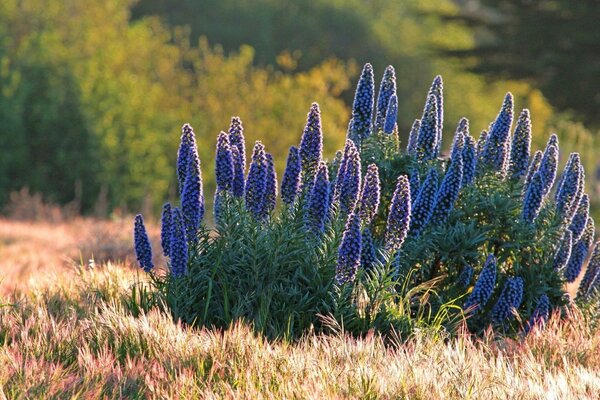 Fleurs bleues dans le champ