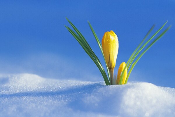 Foto de la primera flor bajo la nieve