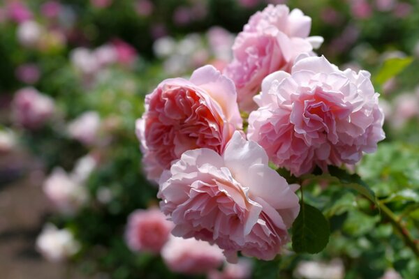 Belles roses roses en été