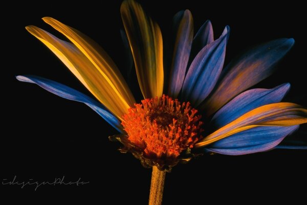 A flower with blue and yellow petals