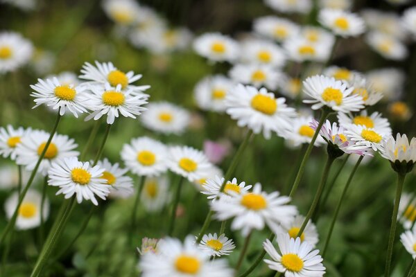 Daisies blooming in a green clearing