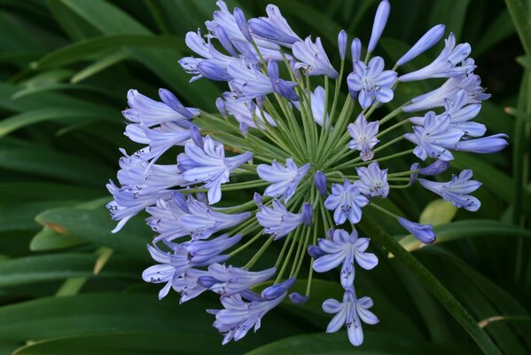 Blumen Regenschirme Agapandus