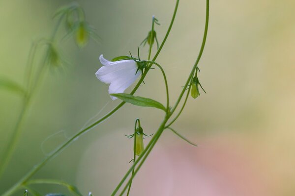 Delicado campanilla de flores silvestres